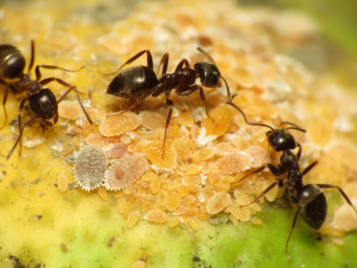 Ants tending mealybugs on a plant