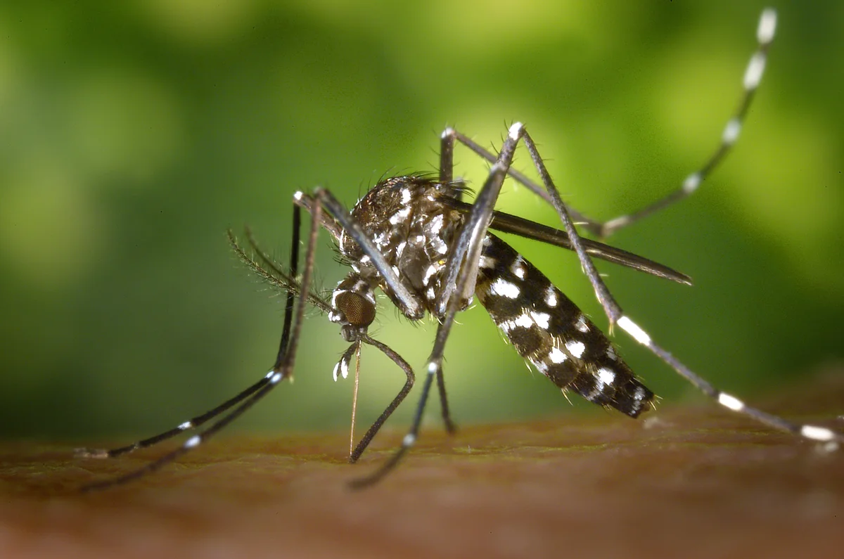 Asian tiger mosquito feeding on skin