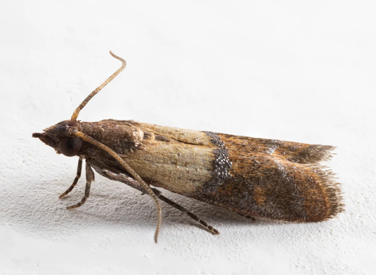 Indianmeal moth photographed in close-up